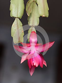 Flower Decembrist Schlumbergera close up