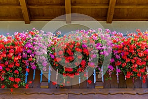 Flower decorated terrace of a house. Background of multiple flowers in balcony