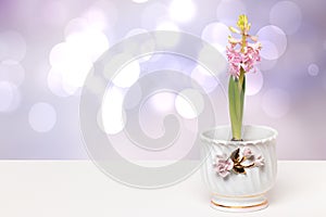 Flower decoration background. Close-up of beautiful pink hyacinth with tender buds and fresh greenery in a decorative white vase