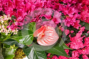 Flower decoration during famous Macy`s Annual Flower Show at the Macy`s Herald Square