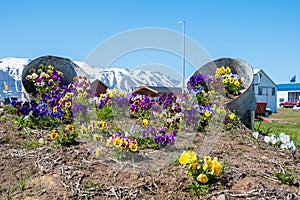 Flower decoration on island of Hrisey in Iceland