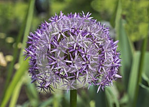 Flower decorative bow.