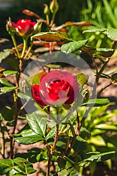 Flower of a decorative red-white rose in a flower bed.