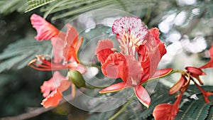 flower Delonix regia, Acacia flowers in a tropical. Flamboyant o photo