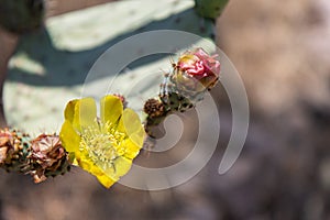 Flower of the desert cactus.