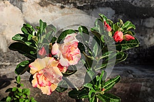 Flower Desert rose (Adenium)