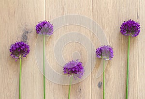 flower design concept of natural evolution, likeness, similarity and differences photo