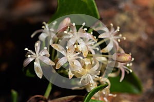 Flower detail of Common Smilax, aka Rough Bindweed - Smilax aspera