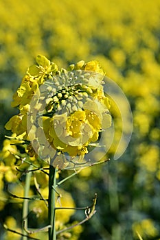 Flower Detail in Oilseed Rape Field, Norfolk, England, UK