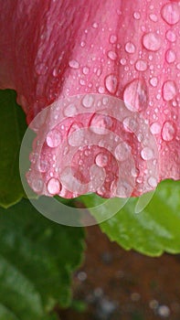 Flower detail Tulip and raindrops photo