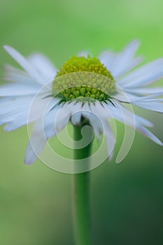 Flower Details: Daisy Macro - Natural Elegance in Side View with Daylight