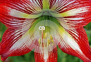 Flower details of Hippeastrum vittatum