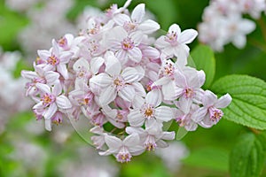 Flower Deutzia