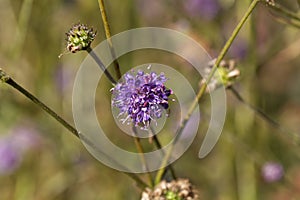 Devil bit scabious Succisa pratensis
