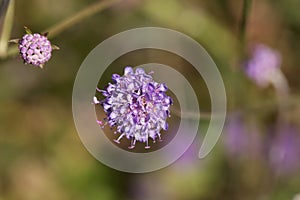 Devil bit scabious Succisa pratensis