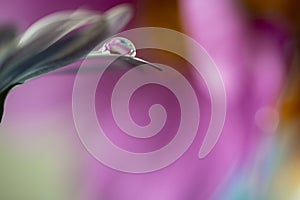 Flower with dew dop - beautiful macro photography photo