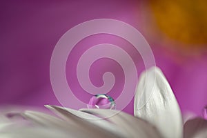 Flower with dew dop - beautiful macro photography photo