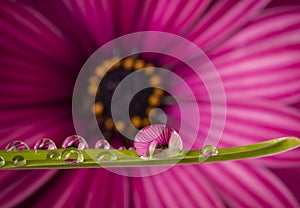 flower with dew dops - beautiful macro photography