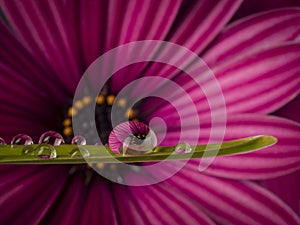 flower with dew dops - beautiful macro photography