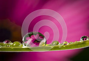 flower with dew dops - beautiful macro photography