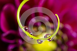 flower with dew dops - beautiful macro photography