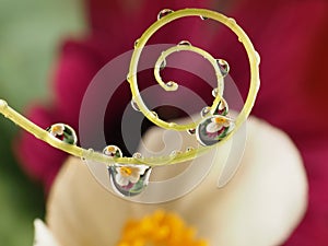 flower with dew dops - beautiful macro photography