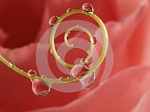 flower with dew dops - beautiful macro photography