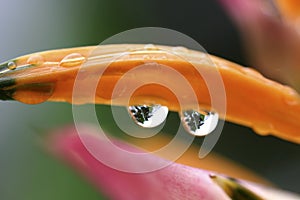 Flower with dew drops