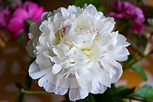 Flower Dew. Pink and White Peonies. Fresh Cut Flowers.
