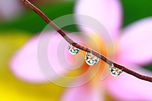 Flower in dewdrops