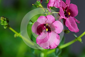 Flower of a Diascia personata