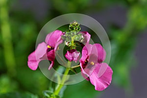 Flower of a Diascia personata