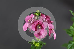 Flower of a Diascia personata