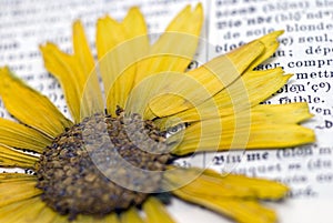 Flower on dictionary