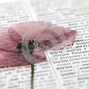 Flower on dictionary