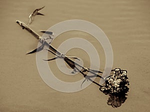 Flower discared on the beach