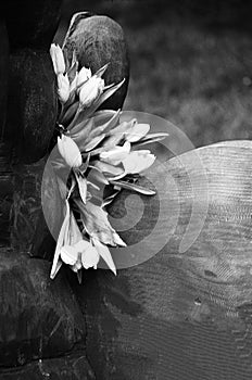 Flower Display in Black & White - Ilford FP4 Plus B&W Film photo
