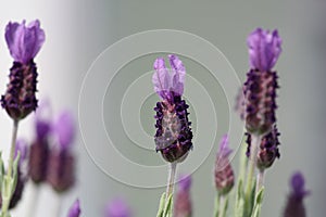 Spanish Lavender plant