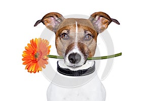 Flower dog