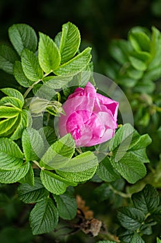 Flower of the dog-rose close up. (rosa canina). close-up of pink rosehip flowers in the summer sun