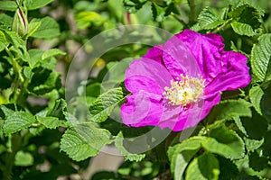 Flower of dogrose