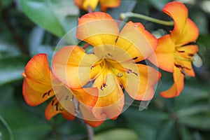 Flower doi tung thailand