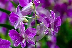 Flower Dome , Marina Bay Gardens