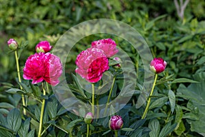 Flower double deep pink peony Mary Jo Legare, blooming paeonia lactiflora in summer garden photo