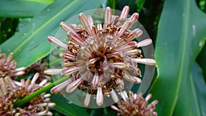 This is the flower of Dracaena fragrans