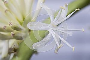 Flower of Dracaena fragrans