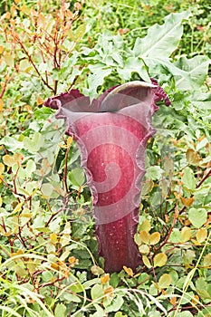 Flower of Dragon arum or Dracunculus Vulgaris.