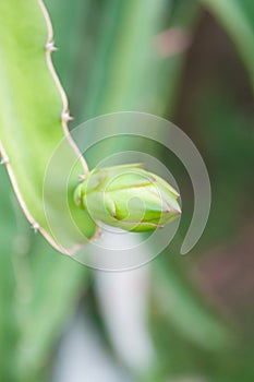 Flower of dragonfruit