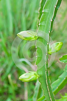 Flower of dragonfruit