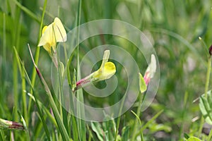 Flower of a dragons teeth, Tetragonolobus maritimus